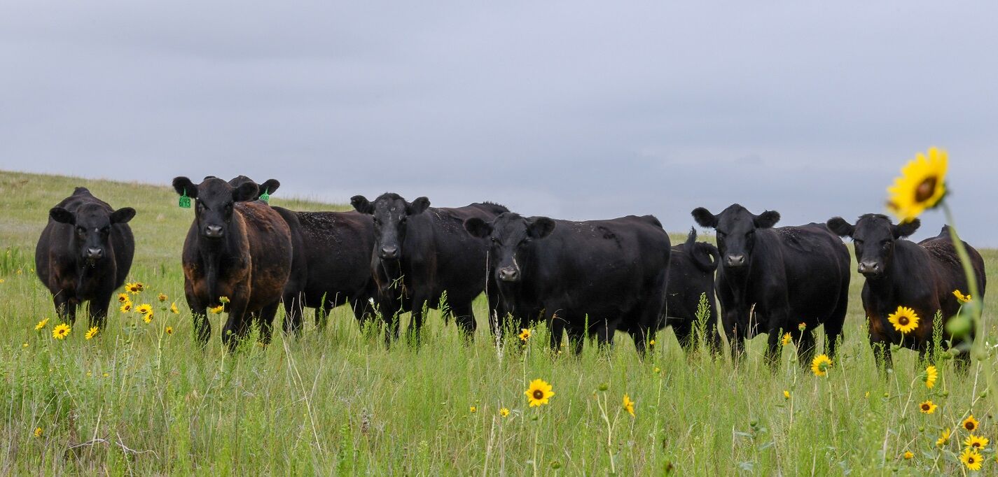 SS Stockers on Grass